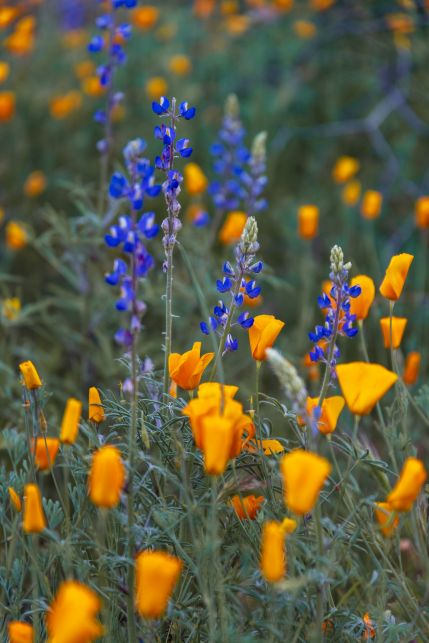 poppies n lupin AZ.jpg
